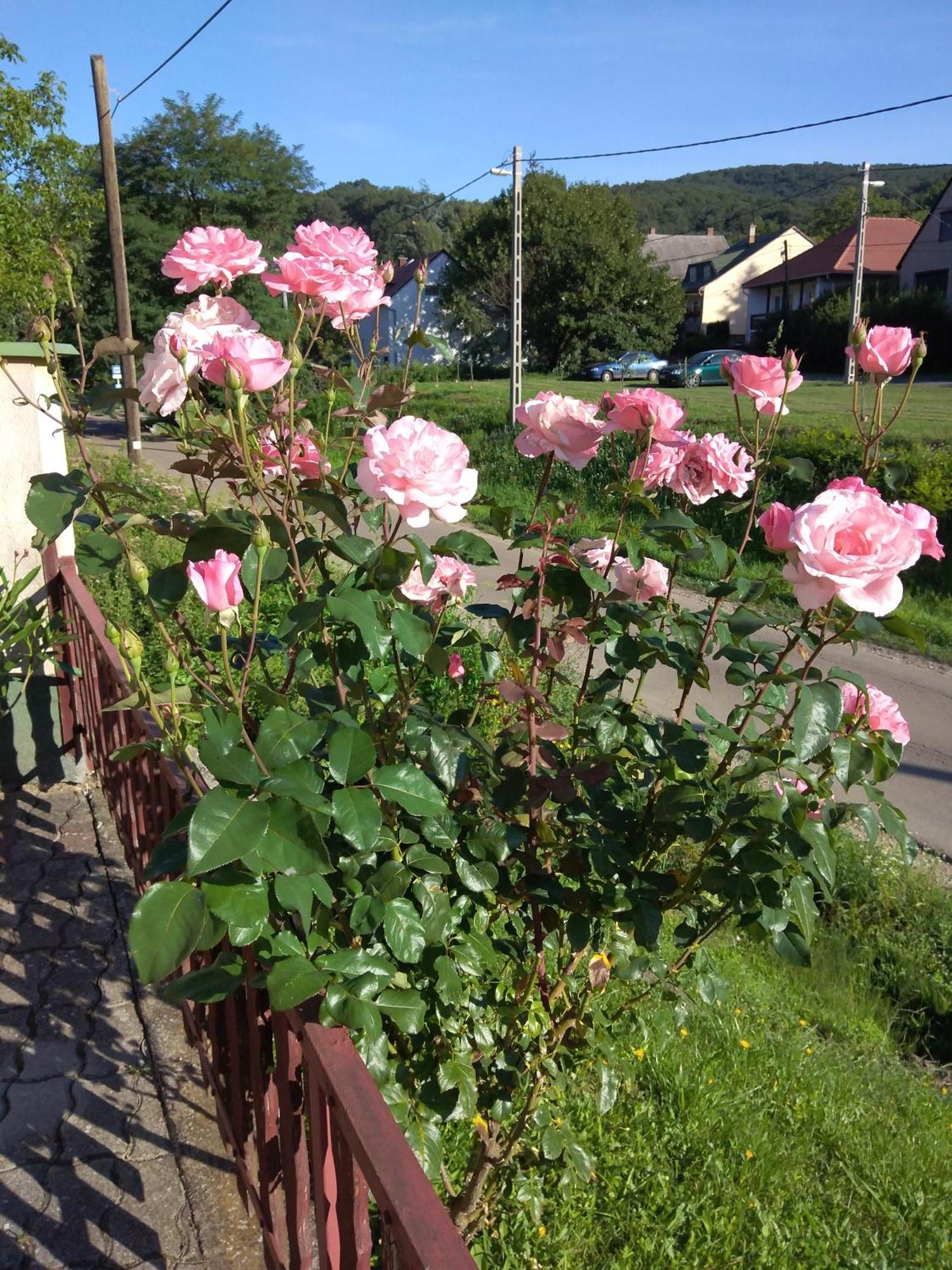 Buekk Vendeghaz Hotel Noszvaj Buitenkant foto